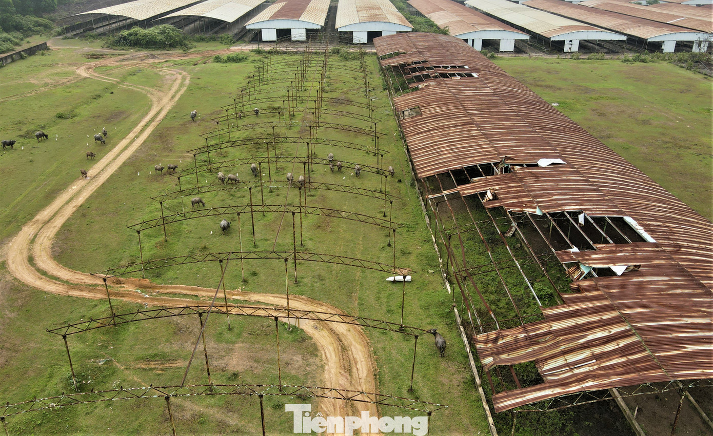 Theo ghi nhận, hiện phần đất dự án tại xã Cẩm Quan, Cẩm Mỹ (huyện Cẩm Xuyên), cả dãy dài tít tắp chuồng nuôi vẫn đang bỏ hoang, không nuôi một con bò nào. Nhiều chuồng mái tôn đã bị gió tốc mái, hư hỏng, hoen gỉ.