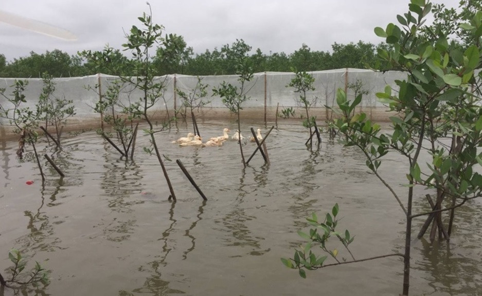 Chuyên gia đưa ra các giải pháp về cây giống, nuôi thiên địch để hạn chế sinh vật gây hại cho rừng ngập mặn. Chuyên gia đưa ra các giải pháp về cây giống, nuôi thiên địch để hạn chế sinh vật gây hại cho rừng ngập mặn.