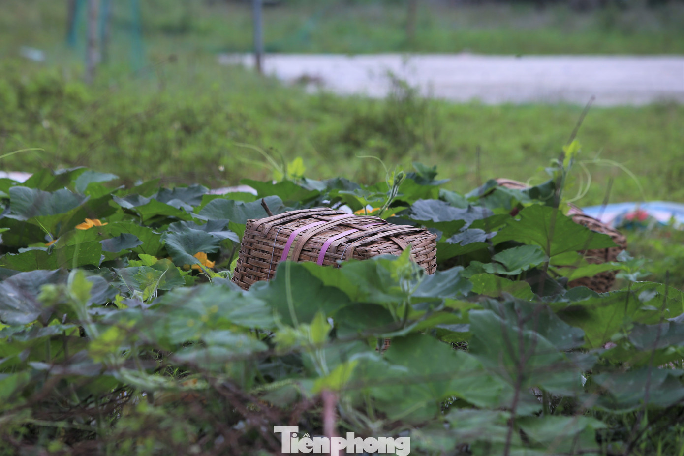 Hà Tĩnh sau đó cho điều chỉnh gia hạn 2 lần nhưng đến nay chủ đầu tư vẫn không thực hiện dự án theo tiến độ đề ra. Khu đất dự án trở thành nơi tập kết rác thải nhếch nhác, phản cảm, mất vệ sinh. Hà Tĩnh sau đó cho điều chỉnh gia hạn 2 lần nhưng đến nay chủ đầu tư vẫn không thực hiện dự án theo tiến độ đề ra. Khu đất dự án trở thành nơi tập kết rác thải nhếch nhác, phản cảm, mất vệ sinh.