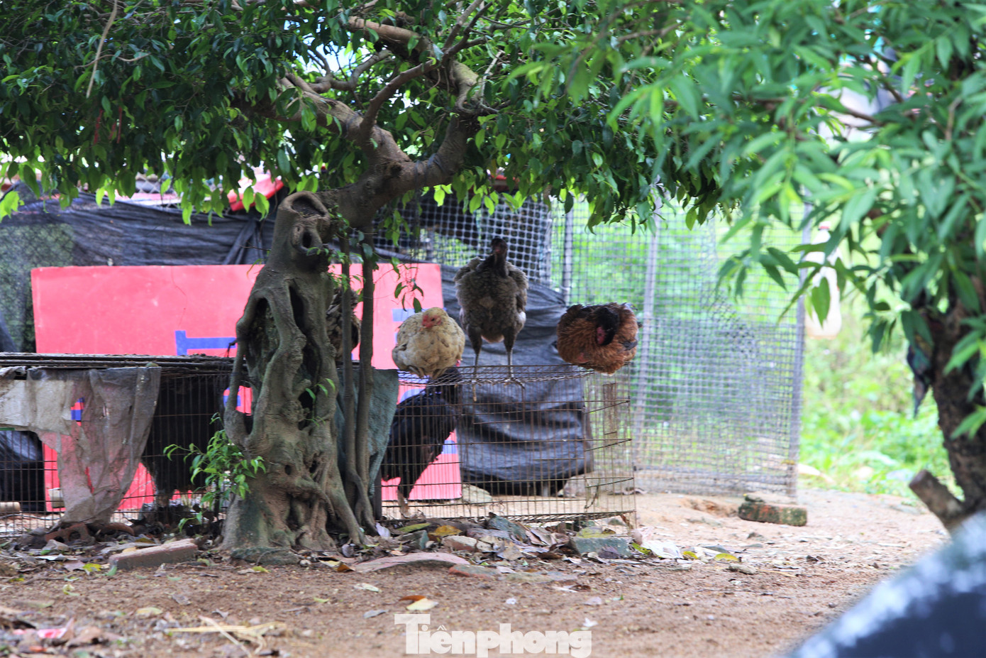 Người dân địa phương cho biết, dự án nhiều năm không triển khai khiến khu đất có vị trí đẹp trở nên nhếch nhác. “Nếu được xây dựng trung tâm thương mại sẽ làm thay đổi bộ mặt khu vực nhưng rất tiếc vẫn chưa triển khai. Người dân cũng vì thế tận dụng bãi đất trống làm sân đánh bóng chuyền, để ô tô hoặc nuôi gà, đổ rác...”, ông Hùng (62 tuổi) cho hay. Người dân địa phương cho biết, dự án nhiều năm không triển khai khiến khu đất có vị trí đẹp trở nên nhếch nhác. “Nếu được xây dựng trung tâm thương mại sẽ làm thay đổi bộ mặt khu vực nhưng rất tiếc vẫn chưa triển khai. Người dân cũng vì thế tận dụng bãi đất trống làm sân đánh bóng chuyền, để ô tô hoặc nuôi gà, đổ rác...”, ông Hùng (62 tuổi) cho hay.