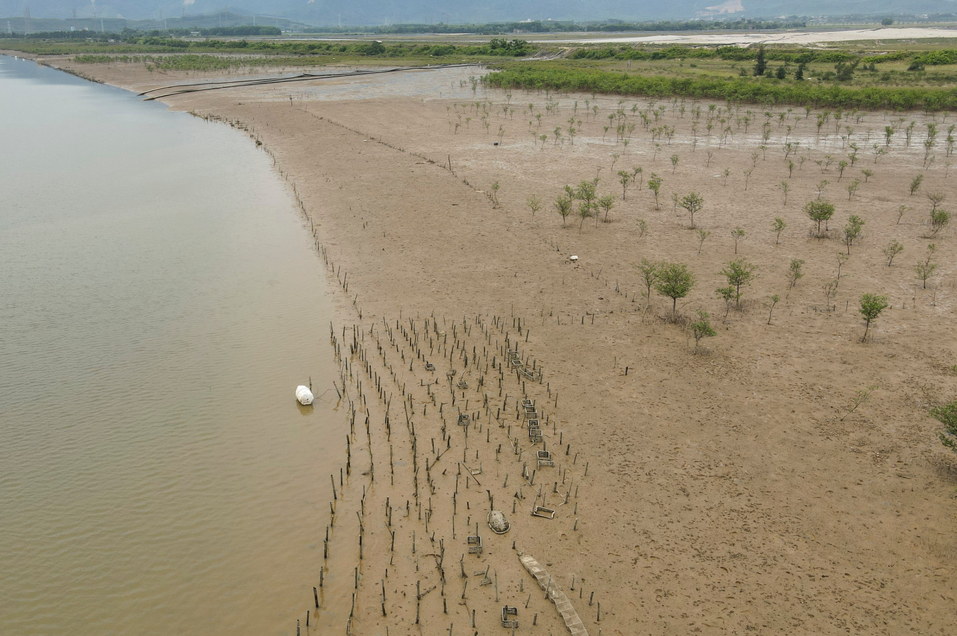 Người dân địa phương cho biết, hàng chục năm trước, khu vực cửa biển Kỳ Hà được trồng cả trăm ha rừng ngập mặn, chủ yếu là các loài cây như: đước, bần, trang, vẹt... Rừng được trồng không chỉ giúp đảm bảo an toàn cho tuyến đê biển vào mùa mưa bão mà còn giúp các loài thủy hải sản, phù du phát triển, nâng cao cuộc sống cho người dân.