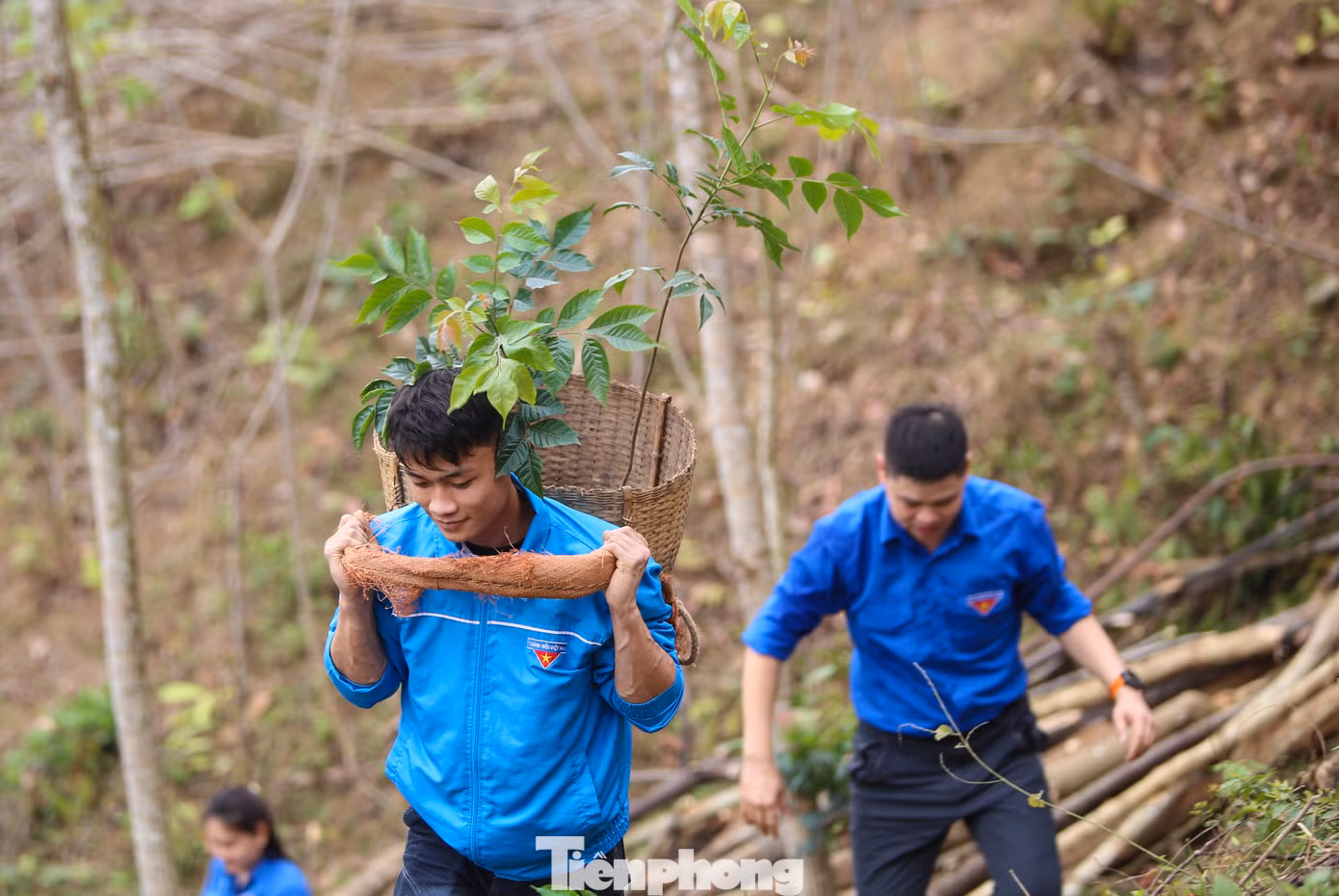 Đại diện Ban Nội chính Trung ương hào hứng với mô hình sinh kế trồng hơn 500 cây lát hoa cho người dân vùng biên xứ Nghệ.
