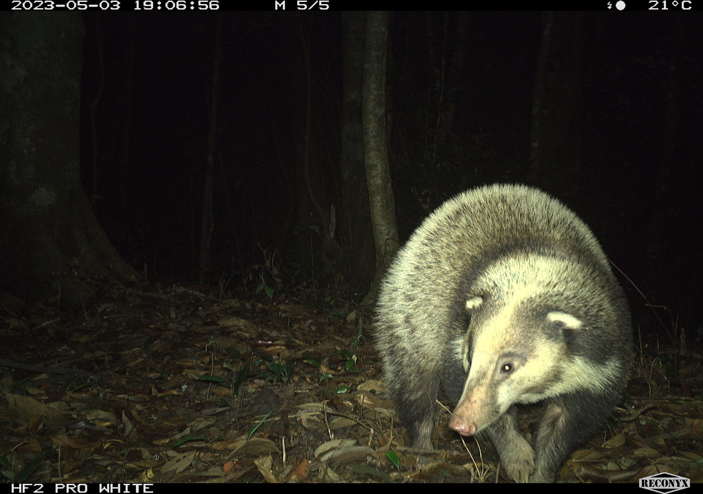 Cá thể lửng lợn.