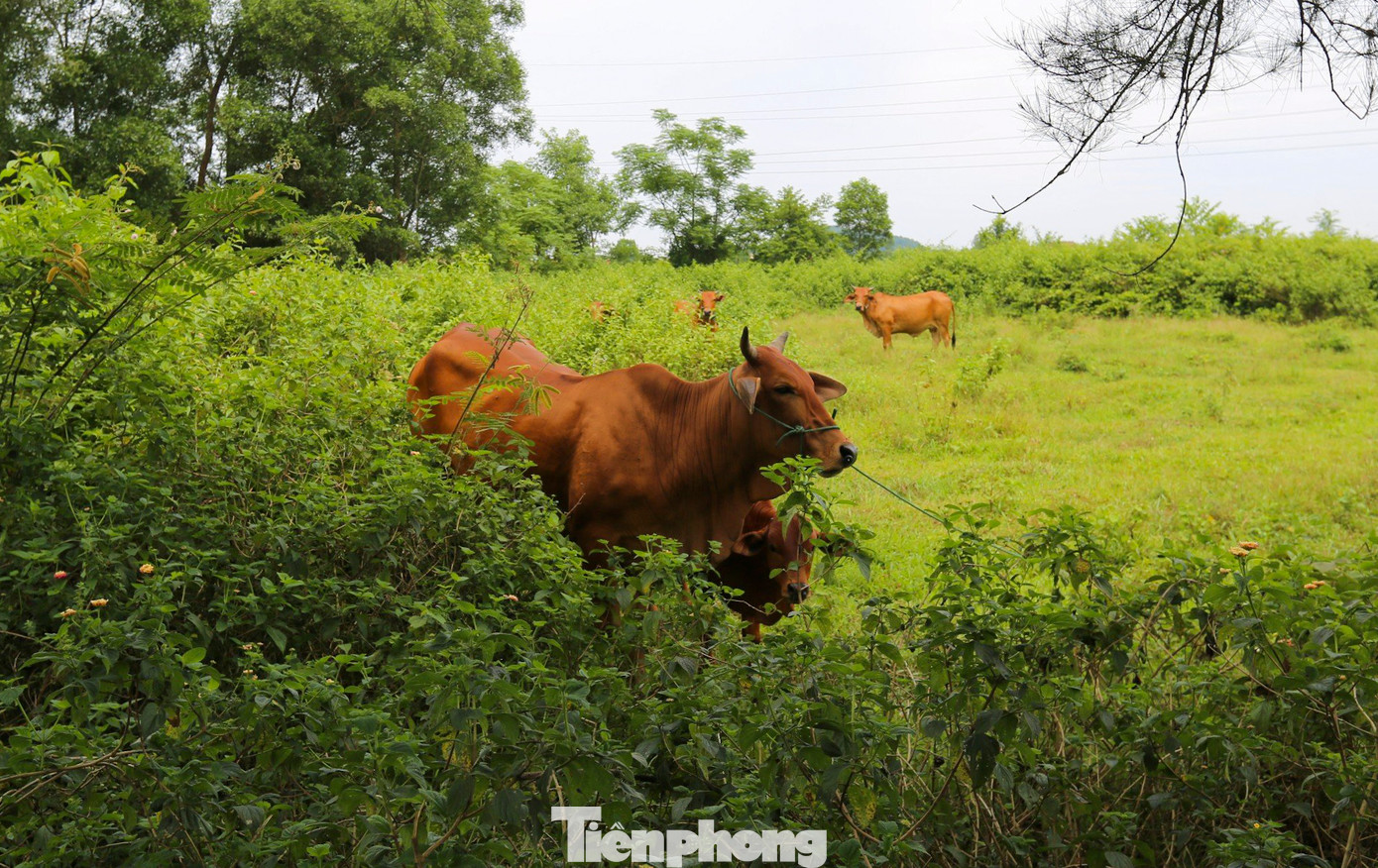 Người dân tận dụng bãi cỏ làm nơi chăn thả gia súc.