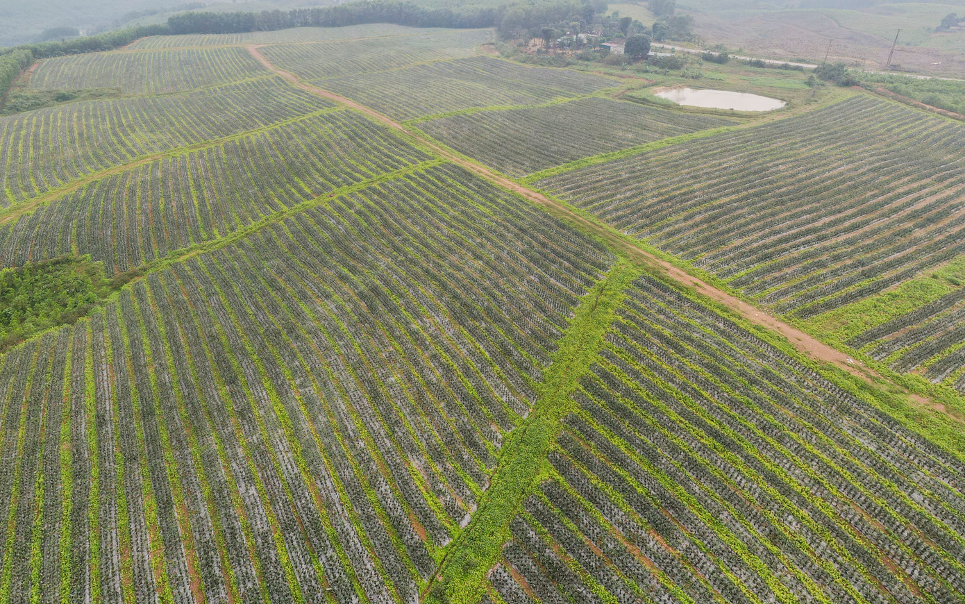 Cánh đồng dứa bạt ngàn ở Hà Tĩnh.