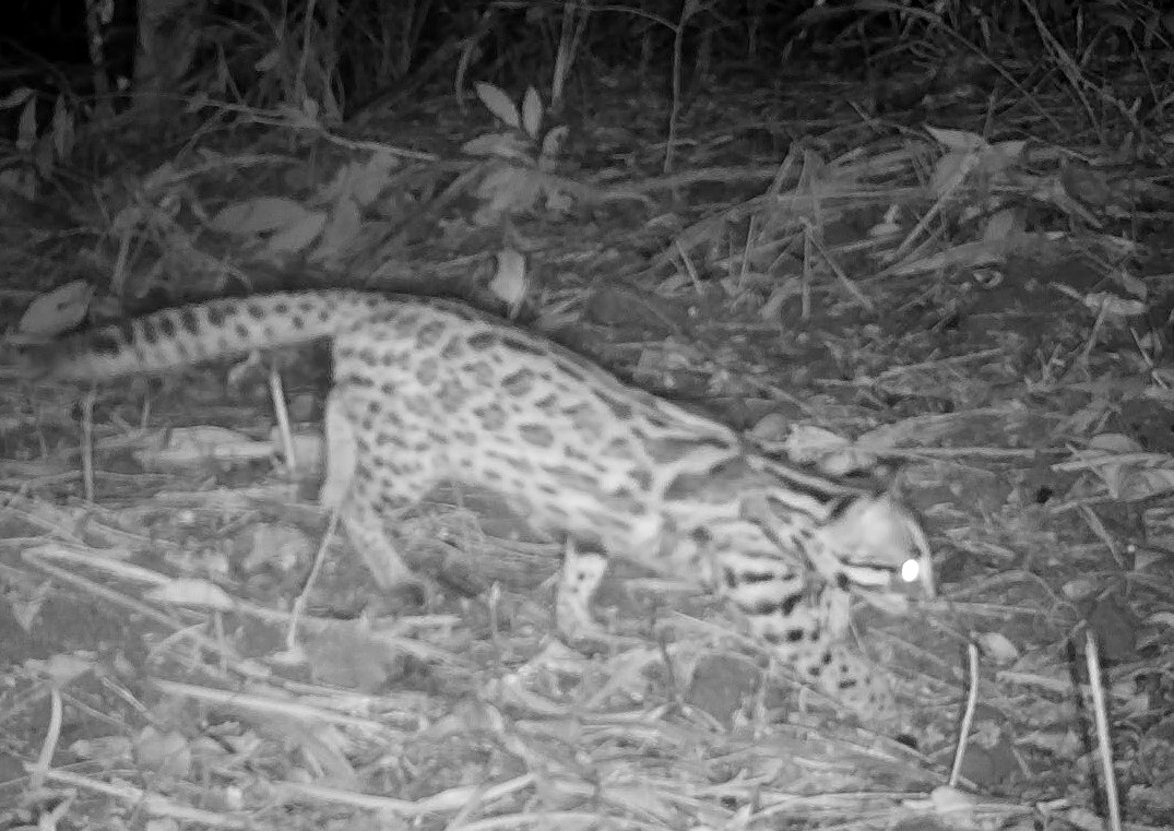 Tại Khu BTTN Kẻ Gỗ đã ghi nhận được 23 loài chim có nguy cơ tuyệt chủng thuộc 13 họ và 9 bộ. Động vật trong khu bảo tồn phân bố không tập trung, thường gặp phân tán ở một số vùng nhất định. Các loài thú chủ yếu phân bố vùng cao, xa trong rừng tự nhiên, gần nguồn nước.