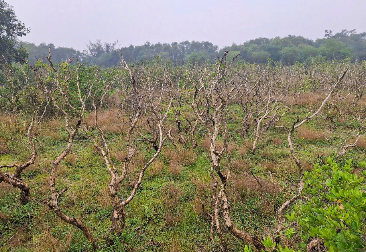 Rừng tràm còi cọc rồi chết khô. Rừng tràm còi cọc rồi chết khô.
