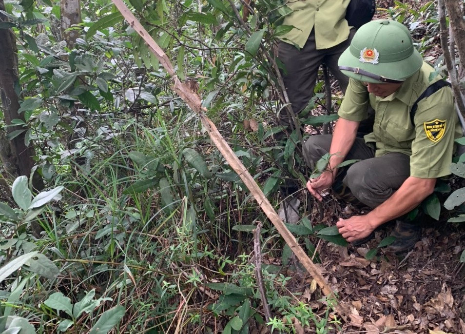 Tình trạng đặt bẫy động vật vẫn còn diễn ra, nhất là vào mùa mưa.