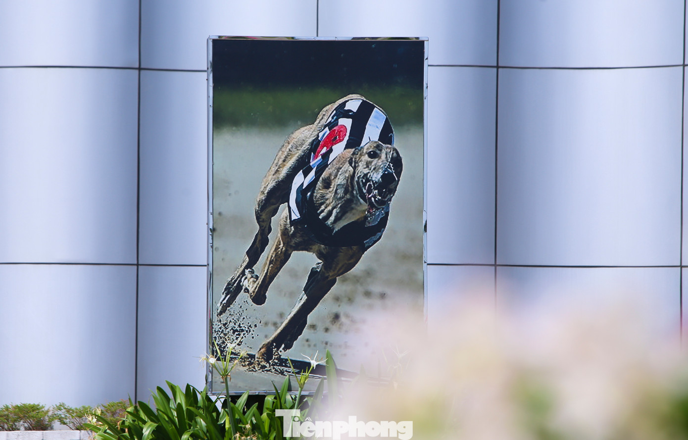 Sau ngày khai trương thí điểm vào năm 2018, trung tâm đua chó buộc phải tạm ngưng vận hành do vướng tiêu chí Hà Tĩnh chưa được Thủ tướng phê duyệt dự án này vào trong danh mục dự án ưu tiên đầu tư thời kỳ 2021-2030, tầm nhìn đến 2050.