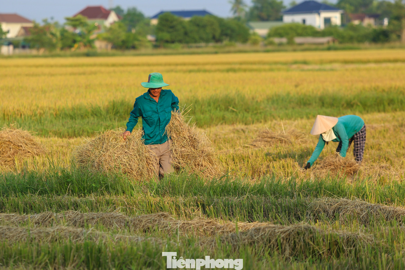 Nhiều gia đình cũng cố gắng gom rơm rạ, xử lý ruộng bờ sau vụ lúa vừa thu hoạch. Nhiều gia đình cũng cố gắng gom rơm rạ, xử lý ruộng bờ sau vụ lúa vừa thu hoạch.
