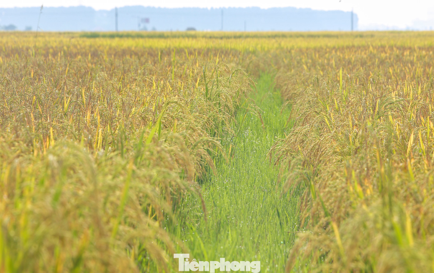 Vụ mùa này, người dân Hà Tĩnh trồng chủ yếu các giống lúa Bắc Thịnh, Hương Bình, Thái Xuyên 111, Nhị Ưu 838, Lai thơm 6, Nếp 98… có thời gian sinh trưởng ngắn từ 100 - 110 ngày. Vụ mùa này, người dân Hà Tĩnh trồng chủ yếu các giống lúa Bắc Thịnh, Hương Bình, Thái Xuyên 111, Nhị Ưu 838, Lai thơm 6, Nếp 98… có thời gian sinh trưởng ngắn từ 100 - 110 ngày.