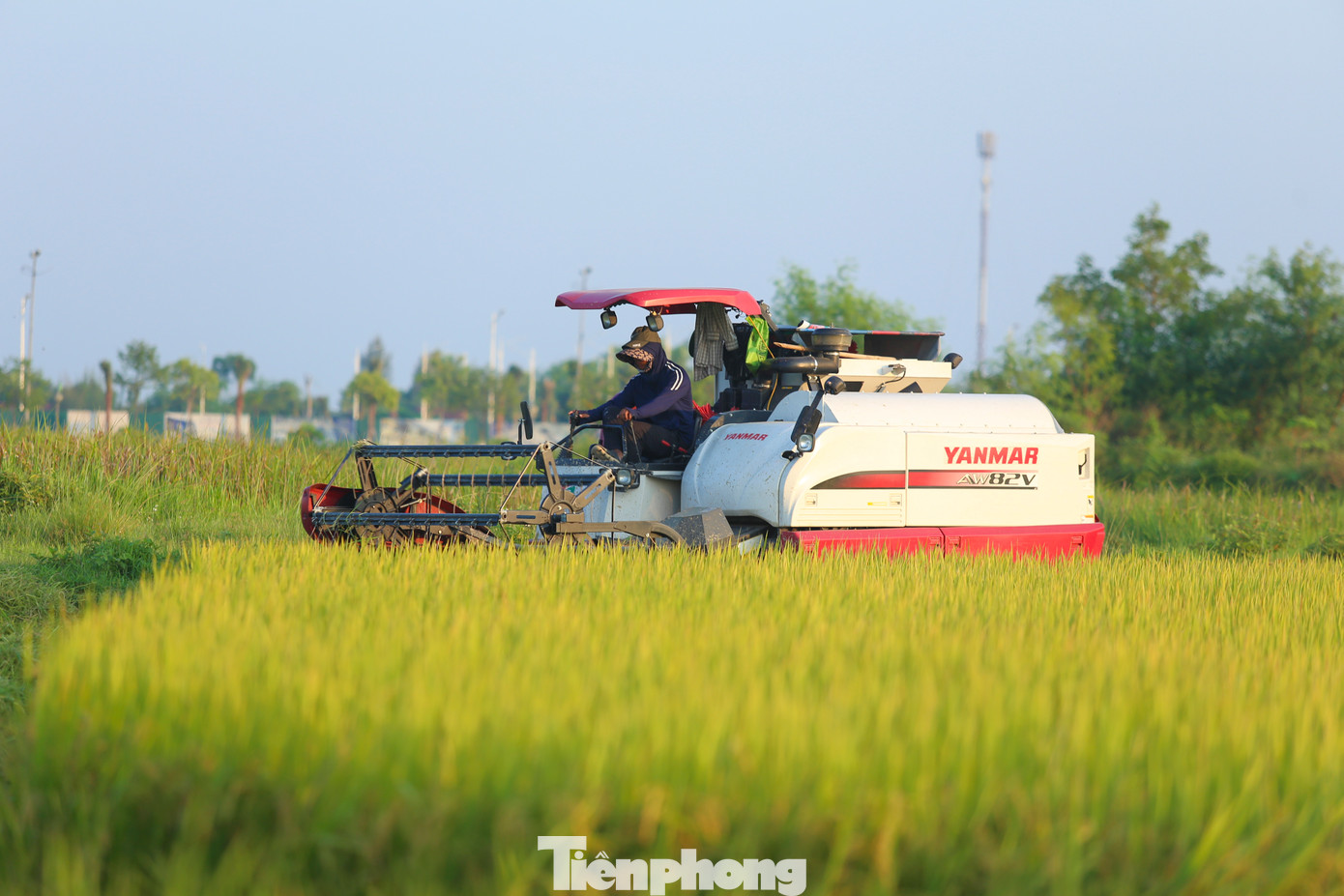 Những ngày này, khắp các cánh đồng ở Hà Tĩnh nhộn nhịp tiếng máy gặt đập liên hợp đang thu hoạch vụ lúa hè thu. Những ngày này, khắp các cánh đồng ở Hà Tĩnh nhộn nhịp tiếng máy gặt đập liên hợp đang thu hoạch vụ lúa hè thu.