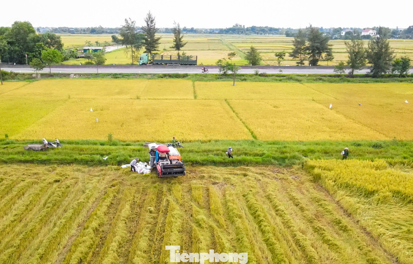 Sau 3 tháng, những vùng lúa rộng lớn chín rộ. Ước tính vụ mùa này năng suất đạt 53-54 tạ/ha. Sau 3 tháng, những vùng lúa rộng lớn chín rộ. Ước tính vụ mùa này năng suất đạt 53-54 tạ/ha.