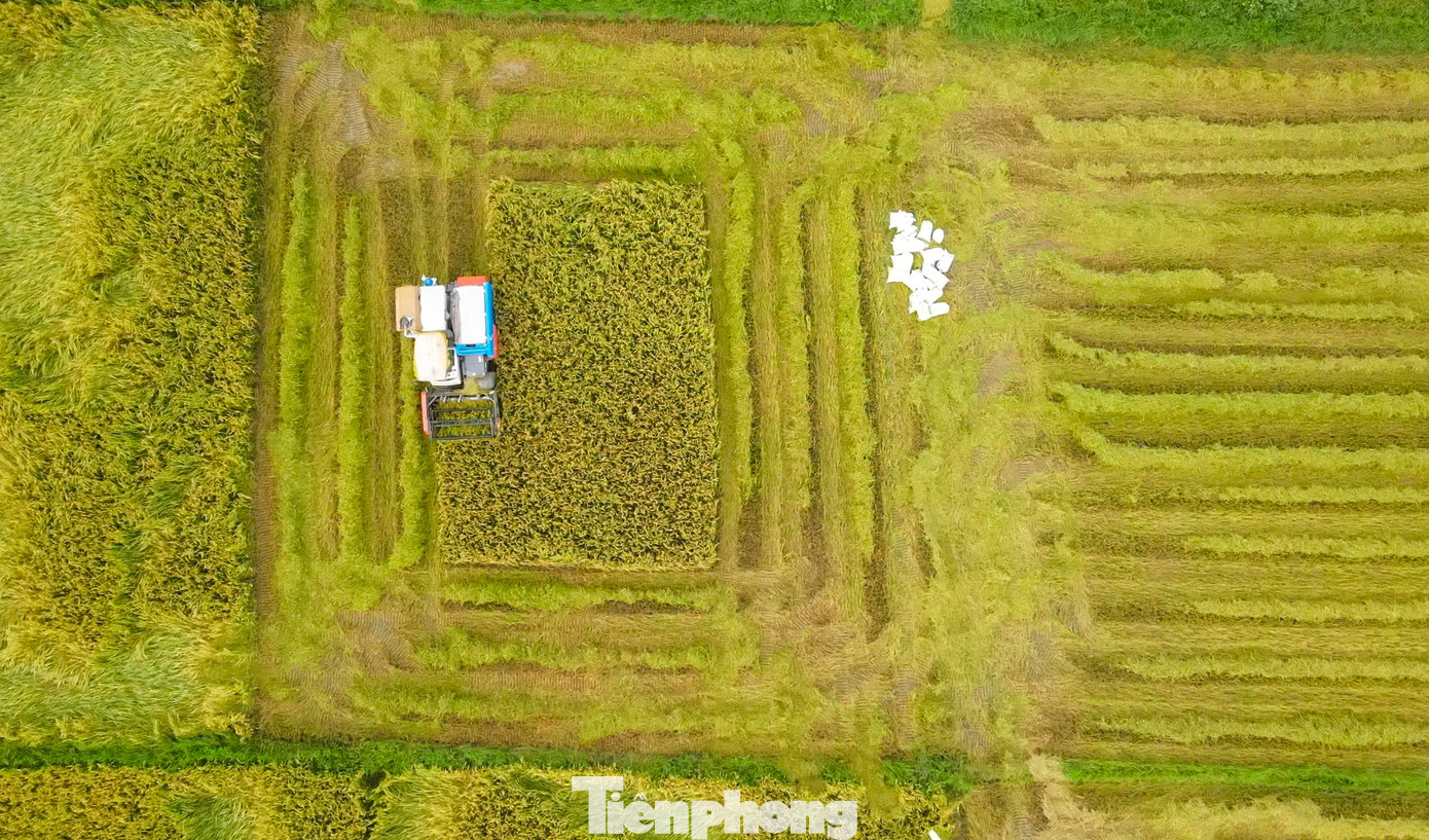 Theo nhiều nông dân, vụ mùa năm nay thời tiết thuận lợi, chưa gặp phải các đợt mưa lũ sớm nên lúa đạt năng suất cao. Cùng với đó, giá lúa khá cao khiến nông dân rất phấn khởi. Theo nhiều nông dân, vụ mùa năm nay thời tiết thuận lợi, chưa gặp phải các đợt mưa lũ sớm nên lúa đạt năng suất cao. Cùng với đó, giá lúa khá cao khiến nông dân rất phấn khởi.