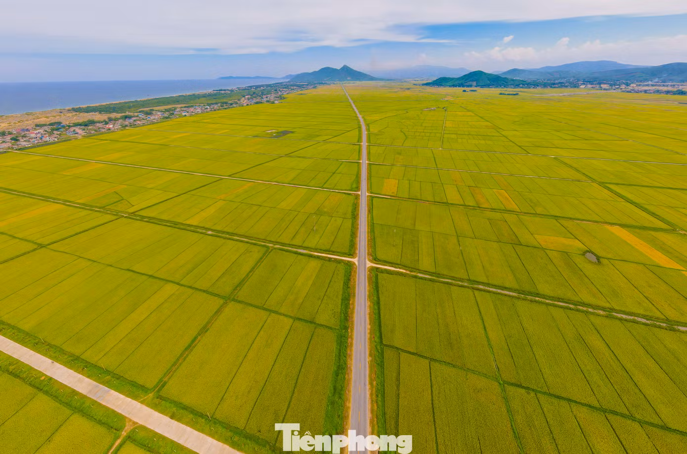 Cánh đồng rộng bạt ngàn hàng trăm héc ta đổi màu vàng óng như bức tranh tuyệt đẹp. Trong ảnh là cánh đồng lúa dọc tuyến đường ven biển huyện Kỳ Anh.