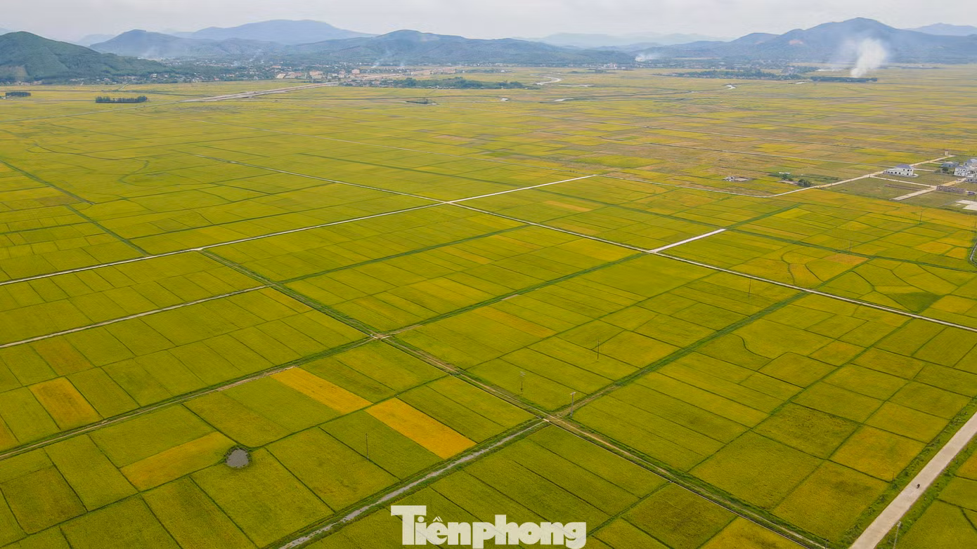 Theo nhiều nông dân, vụ mùa năm nay thời tiết thuận lợi, chưa gặp phải các đợt mưa lũ sớm nên lúa đạt năng suất cao. Cùng với đó, giá lúa khá cao khiến nông dân rất phấn khởi.