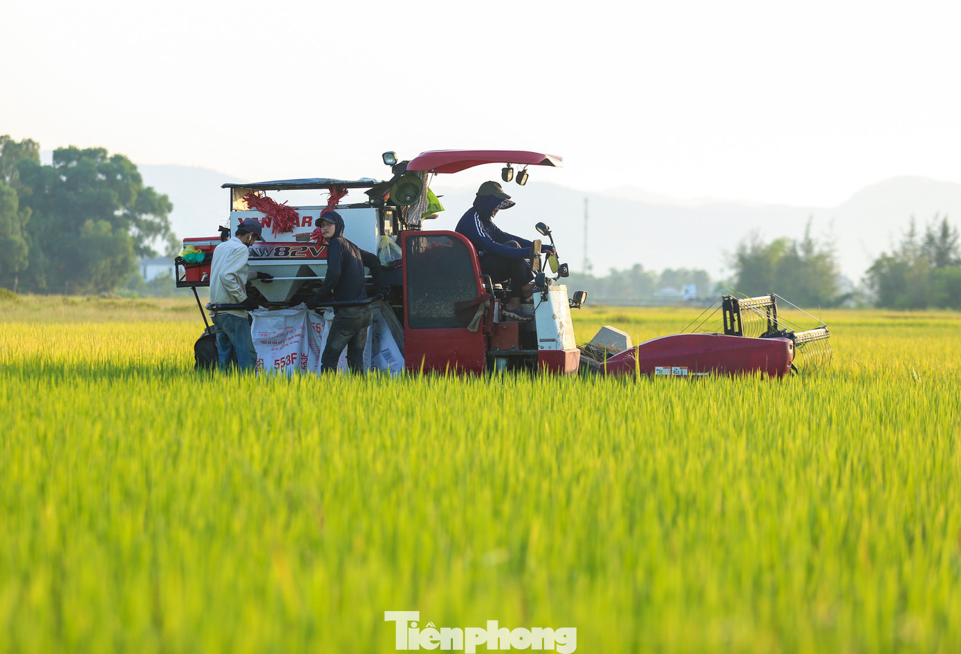 Lúa chín vàng ươm đẹp như bức tranh trên các cánh đồng ở huyện Cẩm Xuyên, Can Lộc, Thạch Hà, Kỳ Anh... Những chiếc máy gặt hoạt động hết công suất cả ngày lẫn đêm để thu hoạch lúa. Lúa chín vàng ươm đẹp như bức tranh trên các cánh đồng ở huyện Cẩm Xuyên, Can Lộc, Thạch Hà, Kỳ Anh... Những chiếc máy gặt hoạt động hết công suất cả ngày lẫn đêm để thu hoạch lúa.