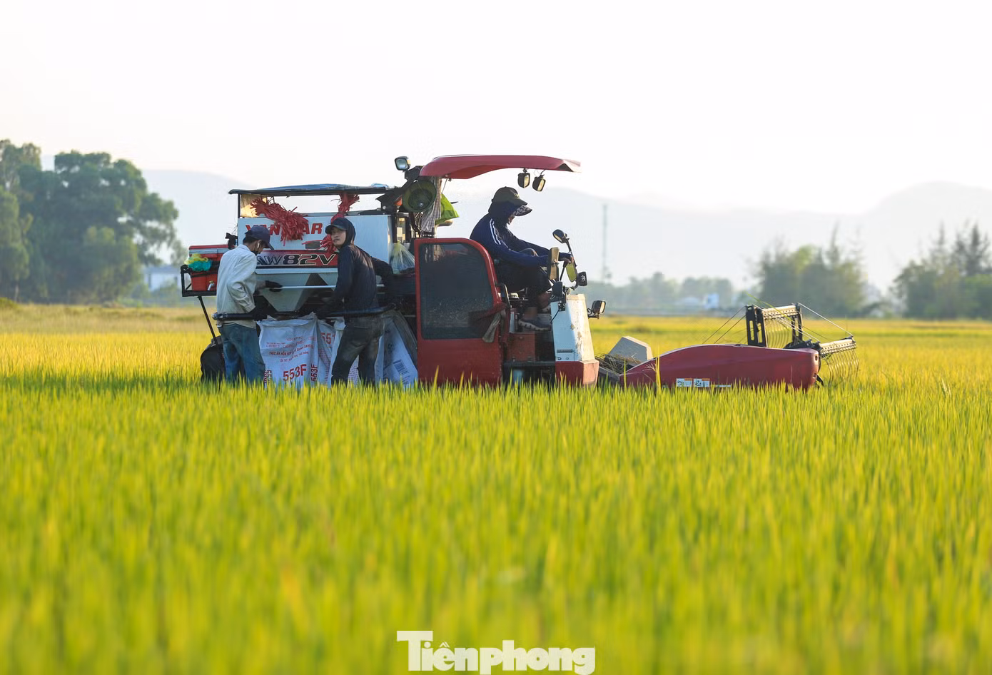 Lúa chín vàng ươm đẹp như bức tranh trên các cánh đồng ở huyện Cẩm Xuyên, Can Lộc, Thạch Hà, Kỳ Anh... Những chiếc máy gặt hoạt động hết công suất cả ngày lẫn đêm để thu hoạch lúa.