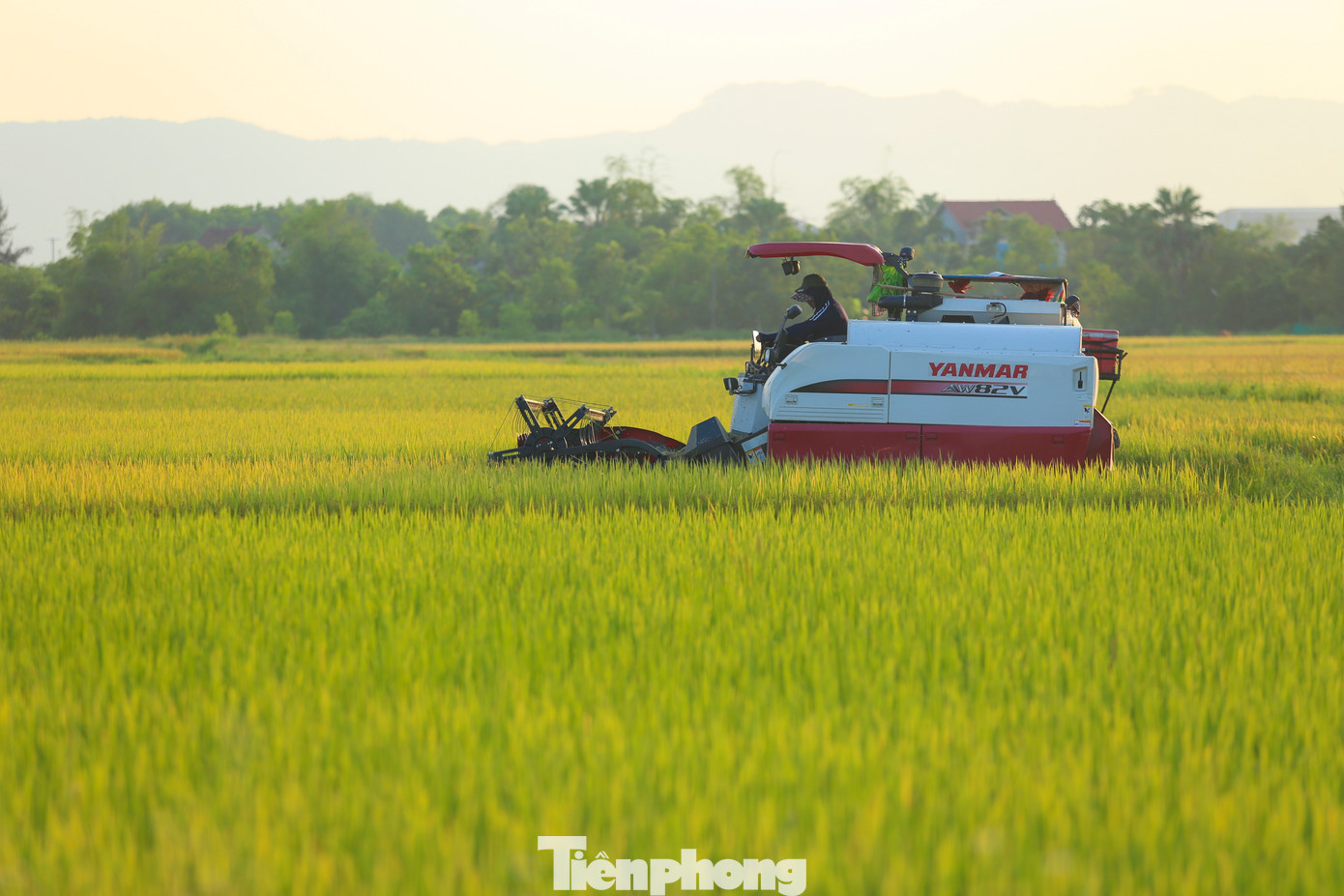 Lúa chín vàng ươm đẹp như bức tranh trên các cánh đồng ở huyện Cẩm Xuyên, Can Lộc, Thạch Hà, Kỳ Anh... Những chiếc máy gặt hoạt động hết công suất cả ngày lẫn đêm để thu hoạch lúa. Lúa chín vàng ươm đẹp như bức tranh trên các cánh đồng ở huyện Cẩm Xuyên, Can Lộc, Thạch Hà, Kỳ Anh... Những chiếc máy gặt hoạt động hết công suất cả ngày lẫn đêm để thu hoạch lúa.