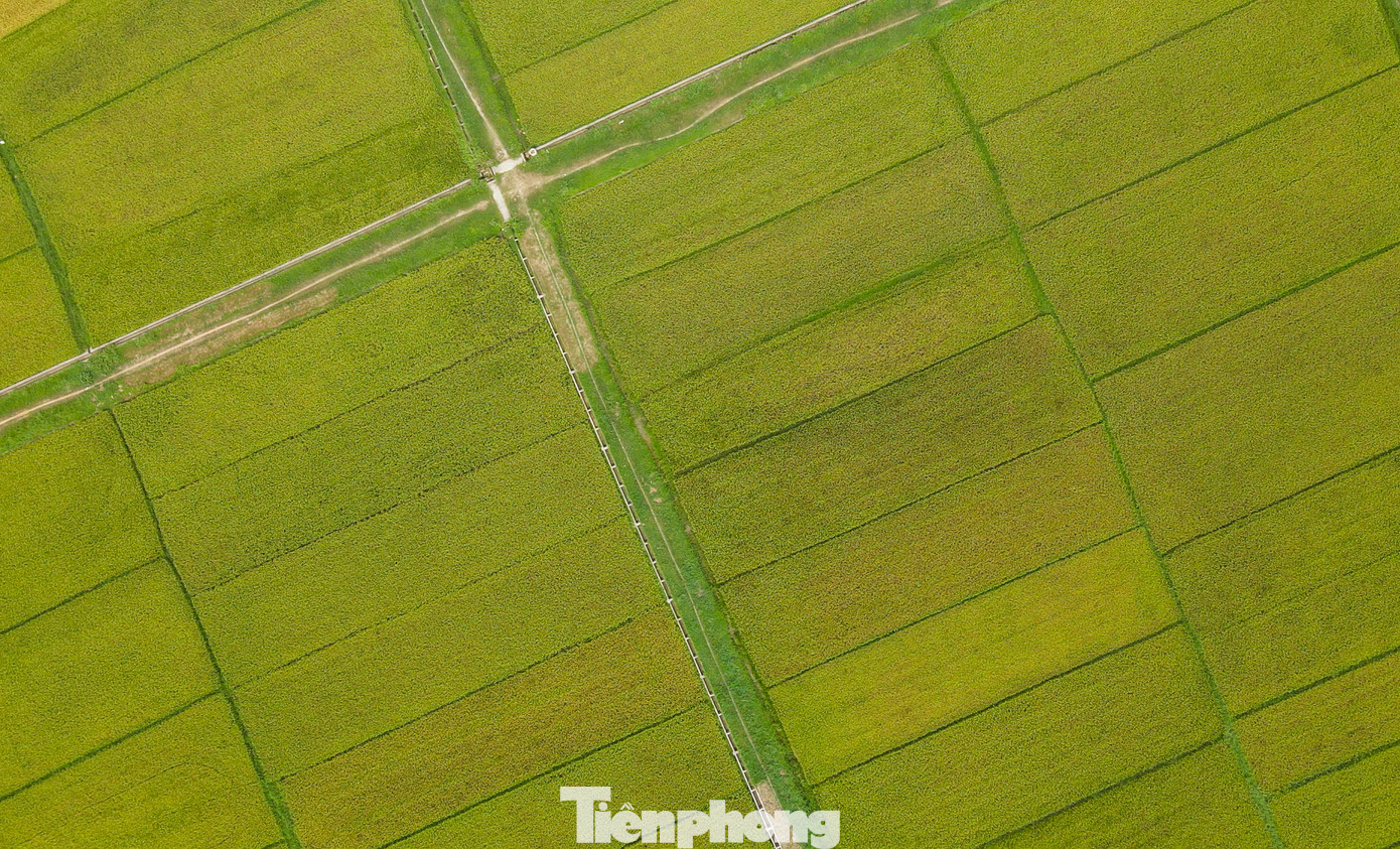 Theo nhiều nông dân, vụ mùa năm nay thời tiết thuận lợi, chưa gặp phải các đợt mưa lũ sớm nên lúa đạt năng suất cao. Cùng với đó, giá lúa khá cao khiến nông dân rất phấn khởi. Theo nhiều nông dân, vụ mùa năm nay thời tiết thuận lợi, chưa gặp phải các đợt mưa lũ sớm nên lúa đạt năng suất cao. Cùng với đó, giá lúa khá cao khiến nông dân rất phấn khởi.