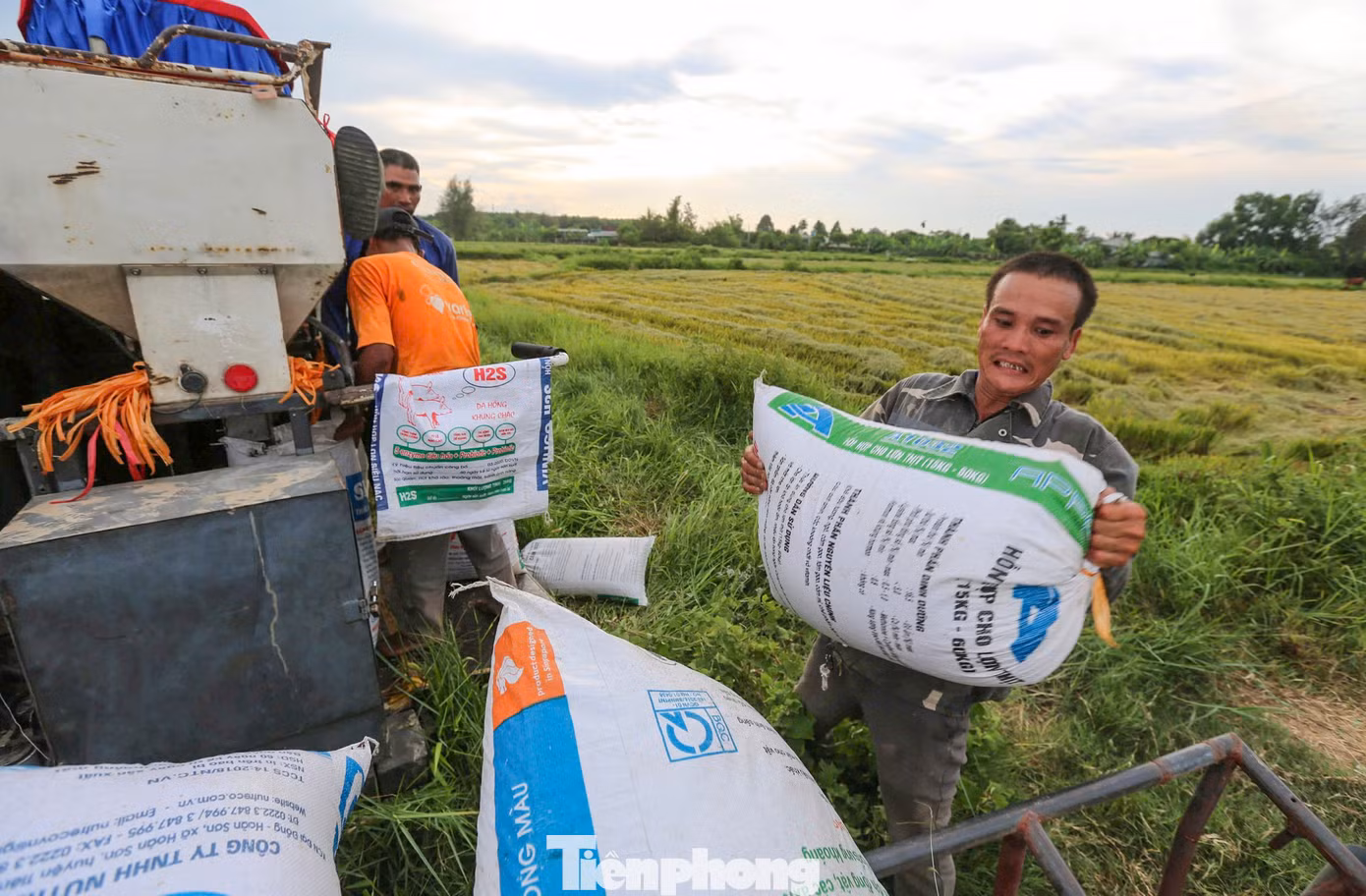 Nông dân hối hả mang lúa về nhà hoặc bán ngay tại ruộng cho thương lái, các hợp tác xã. “Vụ hè thu năm nay tôi chủ yếu sản xuất giống Khang Dân 18. Năng suất lúa đạt gần 3,5 tạ/sào. Với giá lúa xấp xỉ 6.500 đồng/kg, người dân đều phấn khởi vì được mùa, được giá”, ông Nguyễn Văn An (54 tuổi, trú huyện Cẩm Xuyên) chia sẻ.