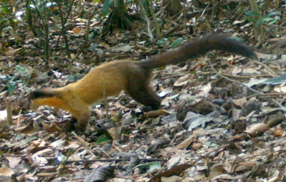 Danh mục các loài thú ở Khu BTTN Kẻ Gỗ đã được xây dựng gồm 76 loài thuộc 27 họ, 9 bộ. Trong đó, có 68 loài đã được ghi nhận khẳng định, 8 loài ghi nhận chưa đủ chắc chắn. Trong tổng số 76 loài thú ghi nhận được có đến 17 loài được ghi trong Sách Đỏ Việt Nam và thế giới như chồn dơi, cu li lớn, khỉ mặt đỏ, khỉ đuôi lợn, khỉ mốc, voọc vá, vượn má hung… Trong ảnh là một cá thể chồn vàng được bẫy ảnh ghi nhận.