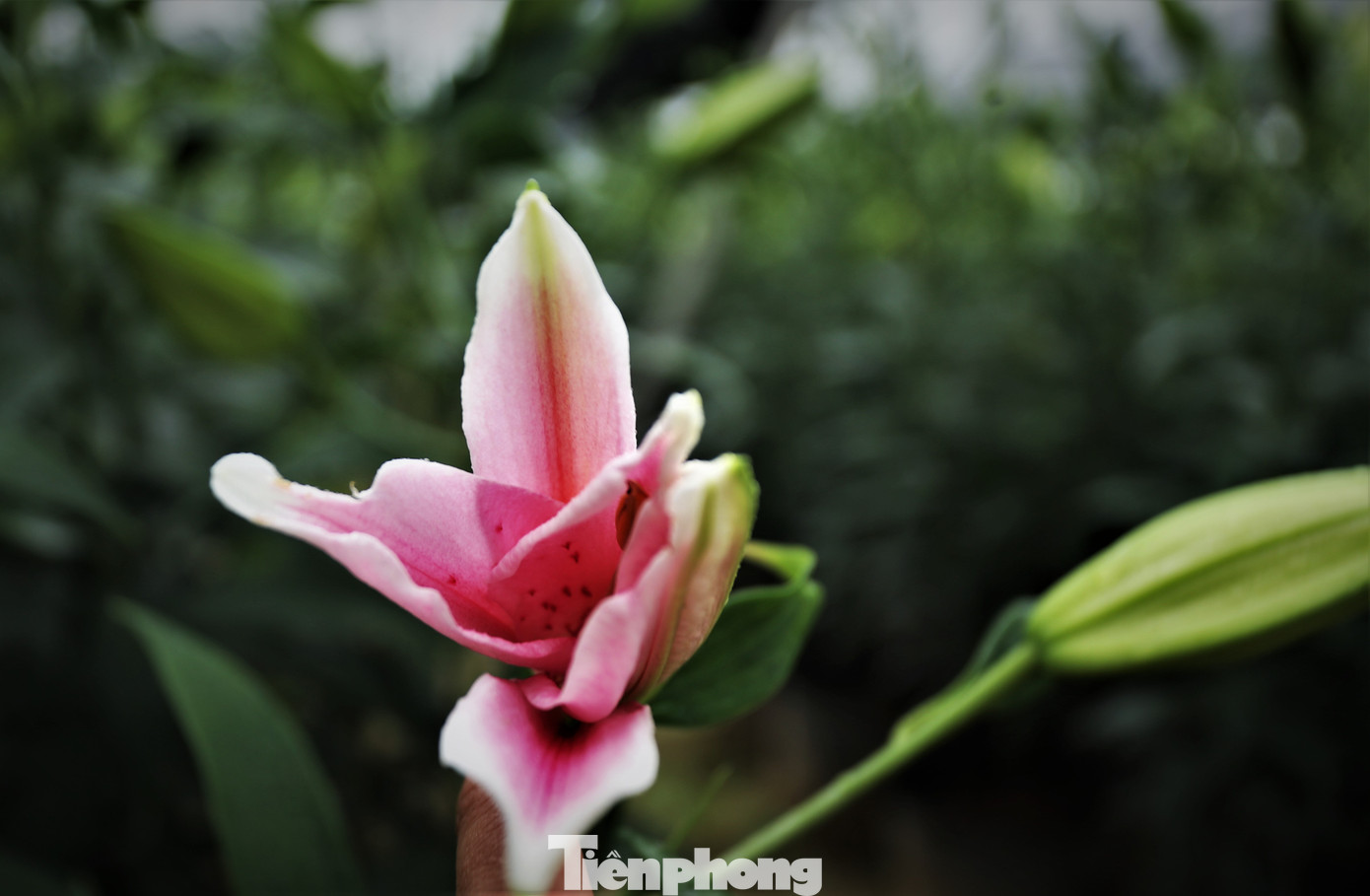 Chủ vườn cho biết hoa ly có nhiều loại với thời gian sinh trưởng, phát triển và thu hoạch khác nhau. Để phục vụ cho dịp Tết năm nay, anh An đã chọn giống ly Hà Lan hay còn gọi là dòng hoa ly không thơm LA. Loài hoa này có nhiều màu sắc từ: hoa ly cam, hoa ly vàng chanh, hoa ly trắng, hoa ly màu đỏ, hoa ly vàng màu chanh, hoa ly màu hồng. Chủ vườn cho biết hoa ly có nhiều loại với thời gian sinh trưởng, phát triển và thu hoạch khác nhau. Để phục vụ cho dịp Tết năm nay, anh An đã chọn giống ly Hà Lan hay còn gọi là dòng hoa ly không thơm LA. Loài hoa này có nhiều màu sắc từ: hoa ly cam, hoa ly vàng chanh, hoa ly trắng, hoa ly màu đỏ, hoa ly vàng màu chanh, hoa ly màu hồng.