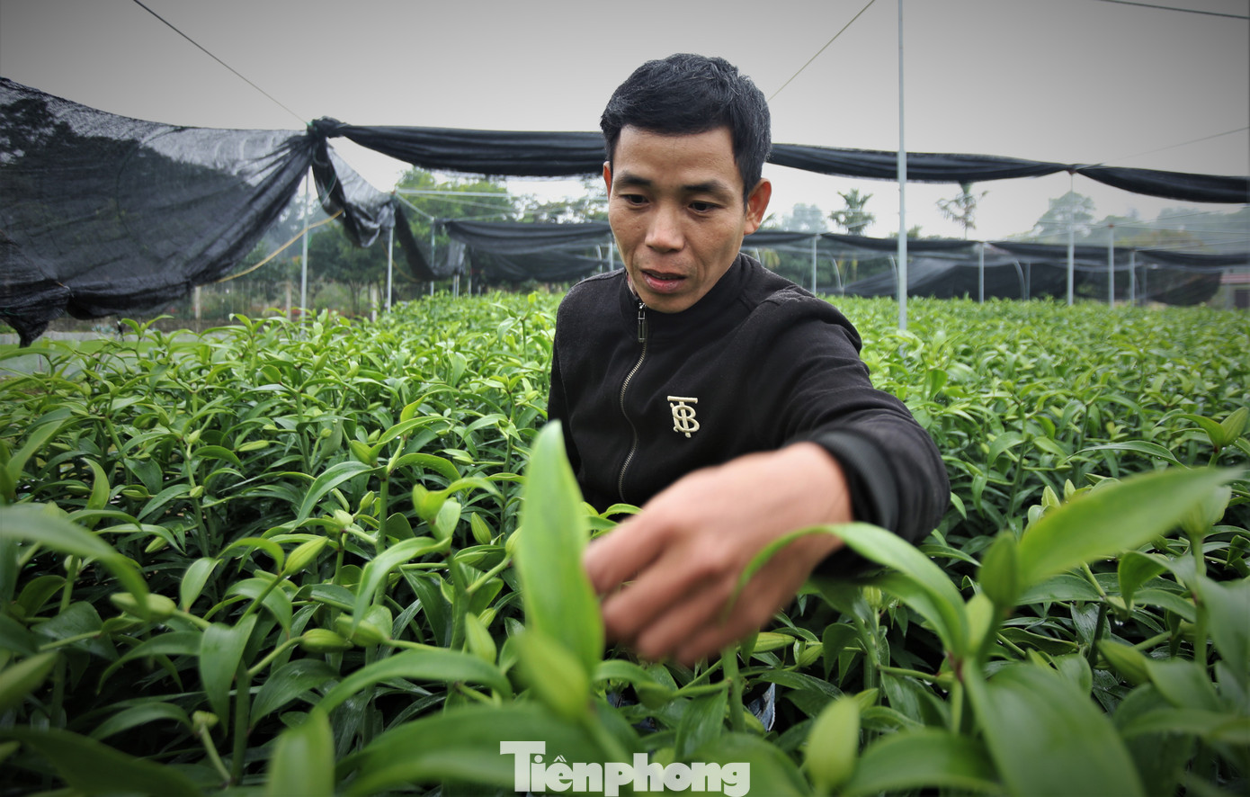 “Hoa ly được nhiều người ưa chuộng để chưng Tết. Đây là loài hoa mang giá trị kinh tế cao nên việc trồng, chăm sóc hoa cần tỉ mẩn, chăm chút hơn các loài hoa khác”, anh An nói. “Hoa ly được nhiều người ưa chuộng để chưng Tết. Đây là loài hoa mang giá trị kinh tế cao nên việc trồng, chăm sóc hoa cần tỉ mẩn, chăm chút hơn các loài hoa khác”, anh An nói.