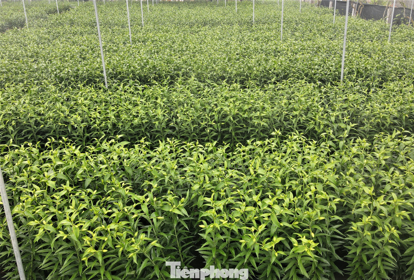 Hiện, nhiều mối buôn đã liên hệ đặt mua hơn 30.000 cây. Mức giá mỗi chậu 5 cây từ 250.000 – 300.000 đồng. Dự kiến, vườn ly của anh An sẽ thu về hơn 2 tỷ đồng trong dịp Tết. Hiện, nhiều mối buôn đã liên hệ đặt mua hơn 30.000 cây. Mức giá mỗi chậu 5 cây từ 250.000 – 300.000 đồng. Dự kiến, vườn ly của anh An sẽ thu về hơn 2 tỷ đồng trong dịp Tết.