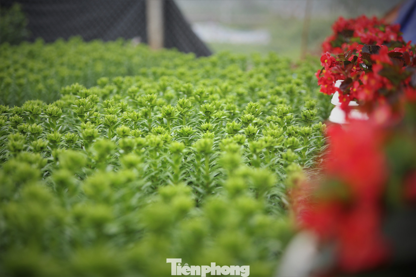 Từng có nhiều năm trong nghề chăm hoa, cây cảnh, chủ vườn đã sử dụng kỹ thuật và kinh nghiệm để thực hiện phù hợp các quy trình từ chọn củ giống, xử lý nảy mầm đến điều chỉnh phân bón, ánh sáng phù hợp cho cây hoa ly phát triển. Từng có nhiều năm trong nghề chăm hoa, cây cảnh, chủ vườn đã sử dụng kỹ thuật và kinh nghiệm để thực hiện phù hợp các quy trình từ chọn củ giống, xử lý nảy mầm đến điều chỉnh phân bón, ánh sáng phù hợp cho cây hoa ly phát triển.