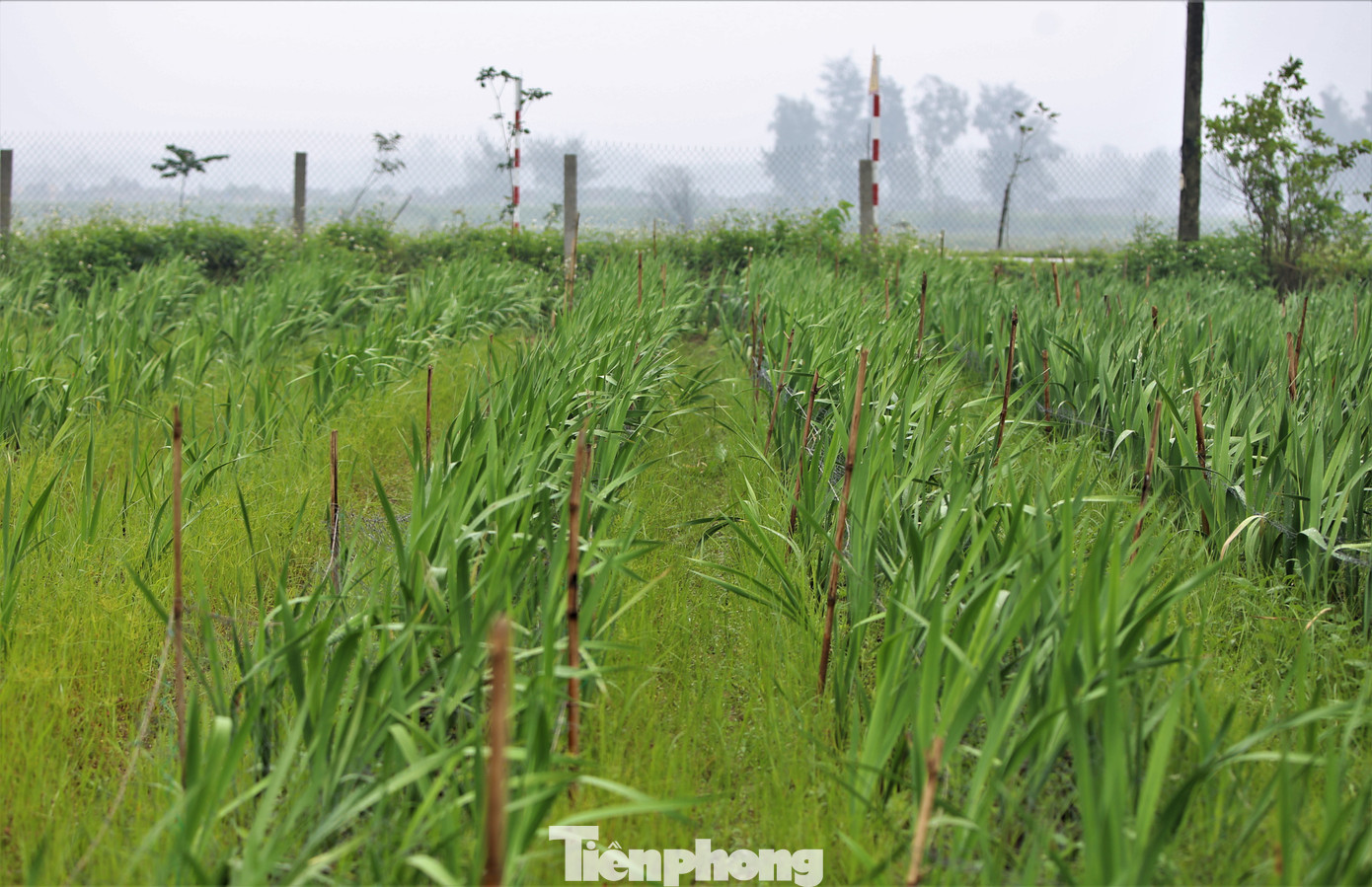 Ngoài hoa ly, anh Nguyễn Trường An còn trồng thêm nhiều loại hoa khác được thị trường ưa chuộng như: lay ơn, thu hải đường, cúc vàng, trà mi...hứa hẹn cho thêm mức thu nhập hàng trăm triệu đồng. Ngoài hoa ly, anh Nguyễn Trường An còn trồng thêm nhiều loại hoa khác được thị trường ưa chuộng như: lay ơn, thu hải đường, cúc vàng, trà mi...hứa hẹn cho thêm mức thu nhập hàng trăm triệu đồng.