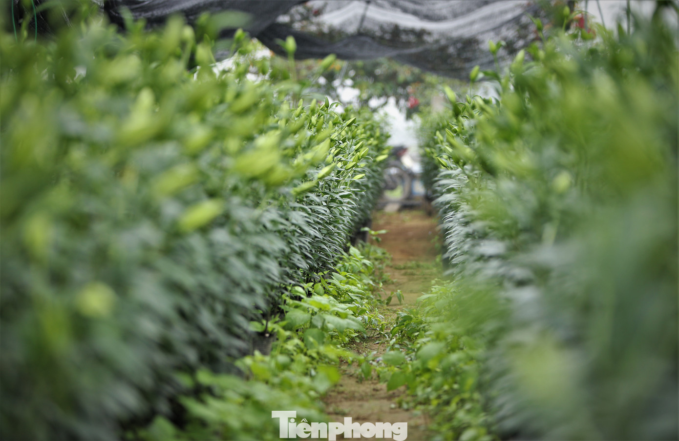 Diện tích khu đất sau đó được chàng trai mua 50.000 gốc hoa ly Hà Lan về ươm trồng. Diện tích khu đất sau đó được chàng trai mua 50.000 gốc hoa ly Hà Lan về ươm trồng.