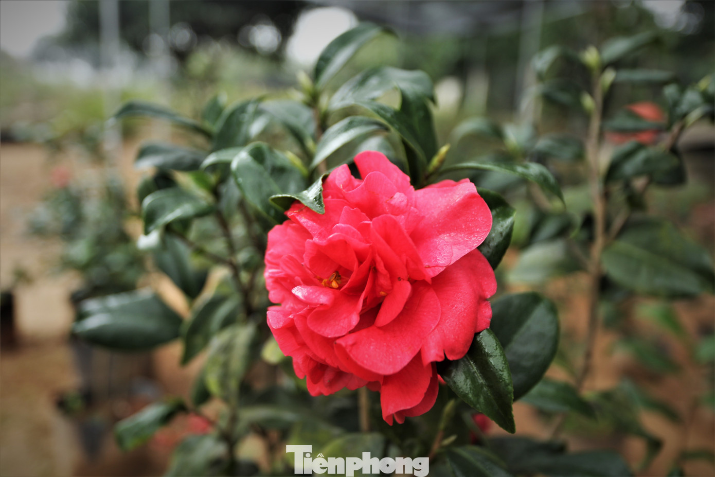 Ngoài hoa ly, anh Nguyễn Trường An còn trồng thêm nhiều loại hoa khác được thị trường ưa chuộng như: lay ơn, thu hải đường, cúc vàng, trà mi...hứa hẹn cho thêm mức thu nhập hàng trăm triệu đồng. Ngoài hoa ly, anh Nguyễn Trường An còn trồng thêm nhiều loại hoa khác được thị trường ưa chuộng như: lay ơn, thu hải đường, cúc vàng, trà mi...hứa hẹn cho thêm mức thu nhập hàng trăm triệu đồng.