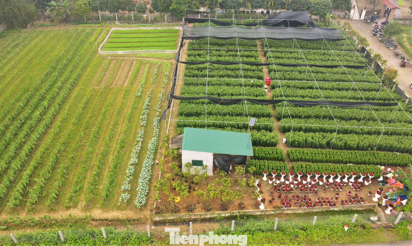 Cuối năm 2023, nắm bắt nhu cầu thị trường, anh Nguyễn Trường An (SN 1984, trú xã Xuân Yên, huyện Nghi Xuân, Hà Tĩnh) đã đầu tư gần 1 tỷ đồng để thuê gần 1.200m2 đất trồng lúa của các hộ dân trong thôn, cải tạo xây nhà lưới. Cuối năm 2023, nắm bắt nhu cầu thị trường, anh Nguyễn Trường An (SN 1984, trú xã Xuân Yên, huyện Nghi Xuân, Hà Tĩnh) đã đầu tư gần 1 tỷ đồng để thuê gần 1.200m2 đất trồng lúa của các hộ dân trong thôn, cải tạo xây nhà lưới.