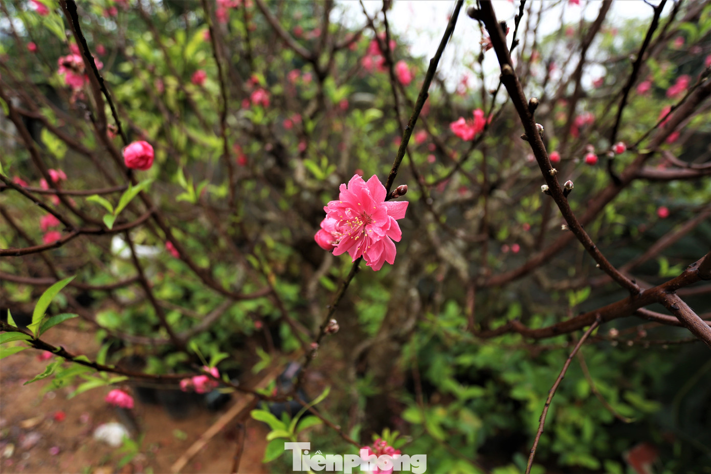 Ngoài hoa ly, anh Nguyễn Trường An còn trồng thêm nhiều loại hoa khác được thị trường ưa chuộng như: lay ơn, thu hải đường, cúc vàng, trà mi...hứa hẹn cho thêm mức thu nhập hàng trăm triệu đồng. Ngoài hoa ly, anh Nguyễn Trường An còn trồng thêm nhiều loại hoa khác được thị trường ưa chuộng như: lay ơn, thu hải đường, cúc vàng, trà mi...hứa hẹn cho thêm mức thu nhập hàng trăm triệu đồng.