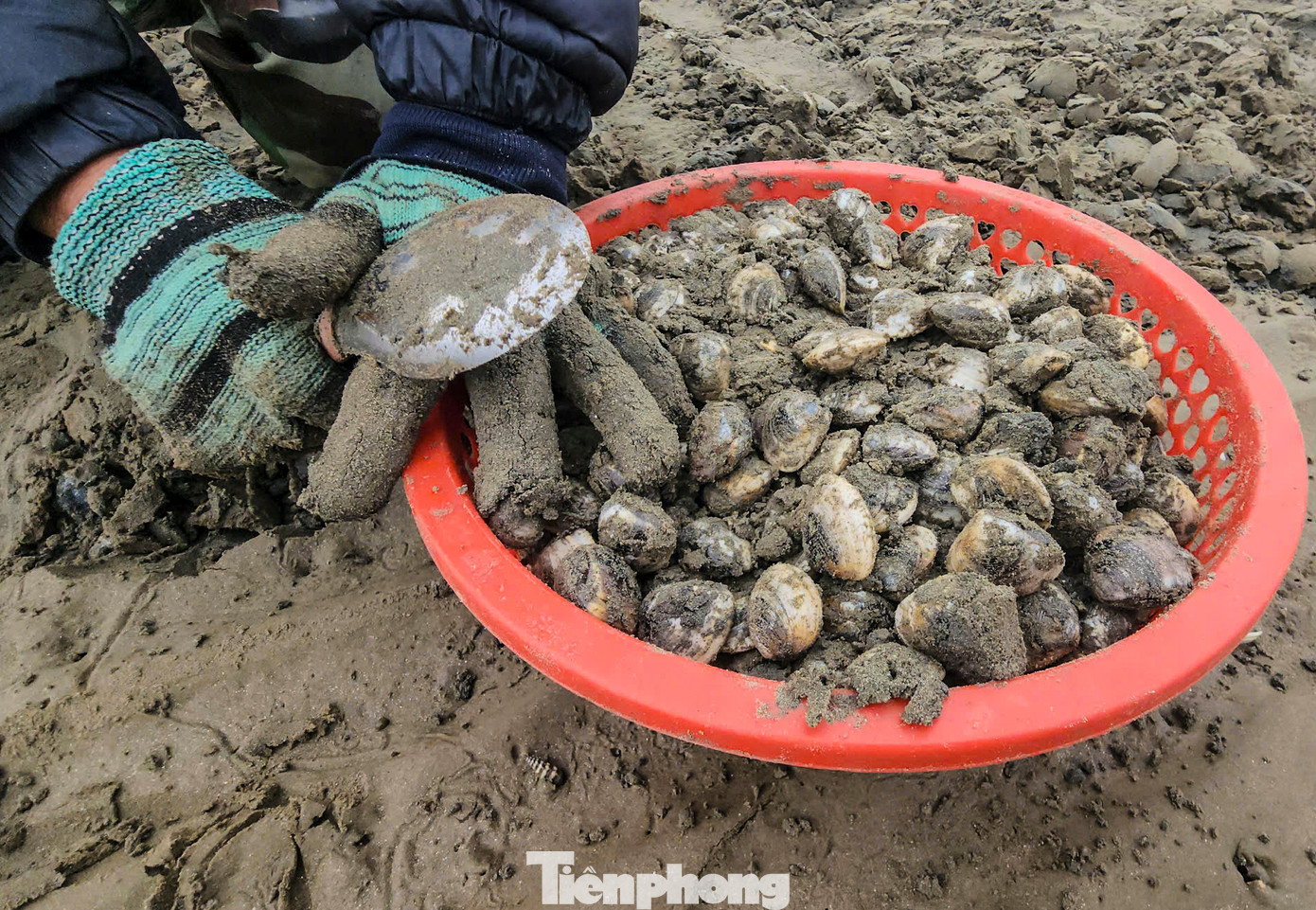 Người dân địa phương cho biết nghề bới cát tìm ngao phụ thuộc vào thủy triều lên xuống. Khi thủy triều rút, ngao biển sẽ ẩn dưới lớp cát khoảng 5-10 cm và có một lỗ nhỏ trên mặt cát, phải để ý kỹ mới nhận ra. Dụng cụ để cào ngao là chiếc môi, liềm cũ... để dễ dàng đào bới làm cát mỏng mềm trên bãi biển.