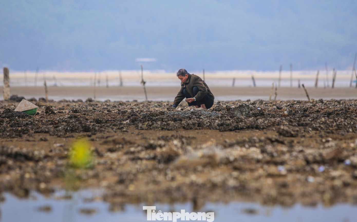 Những ngày đầu năm Ất Tỵ 2025, dù thời tiết còn giá rét nhưng tranh thủ lúc thủy triều vừa rút, những người dân ở vùng bãi ngang ven biển huyện Cẩm Xuyên (Hà Tĩnh) lại cầm đồ nghề ra bãi biển để cào ngao kiếm thêm thu nhập.