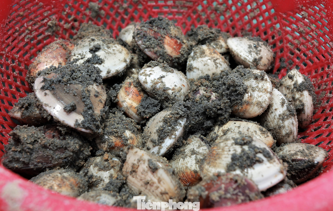 Mỗi người có thể đào được 10-20 kg ngao/ngày. Công việc khá vất vả song chủ yếu được những người đàn ông, phụ nữ lớn tuổi làm. Với giá ngao 15.000 – 20.000 đồng/kg, cũng giúp họ có thêm thu nhập.