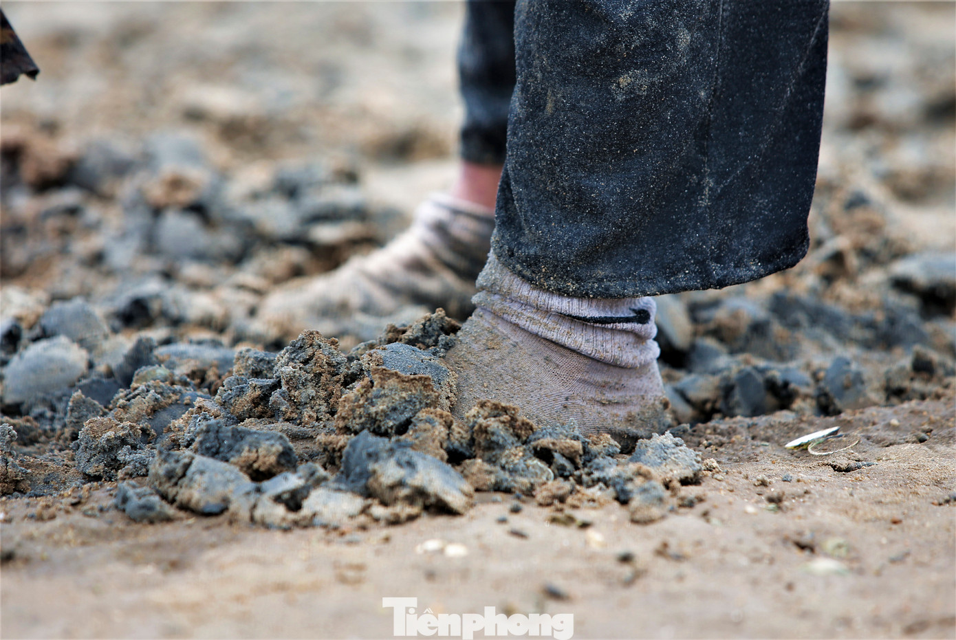 Người đi đào ngao thường phải mang quần ủng, tất tay, chân để tránh bị thương do vỏ hàu sắc nhọn nằm ngổn ngang dưới lớp cát biển hay trên các tấm lưới.