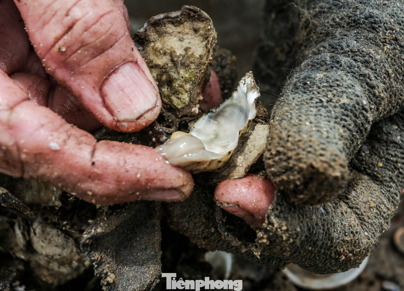 Việc đục hàu cũng phải phụ thuộc vào con nước lên, xuống. Cứ sau mỗi lần thu hoạch 3-4 ngày, người dân lại tìm hàu đục. "Mỗi ngày tôi có thể đục được 1-2 kg ruột hàu. Số hàu này sẽ mang ra chợ hoặc bán dọc đường liên xã với giá 70.000-90.000 đồng”, bà Luân (65 tuổi) cho hay.