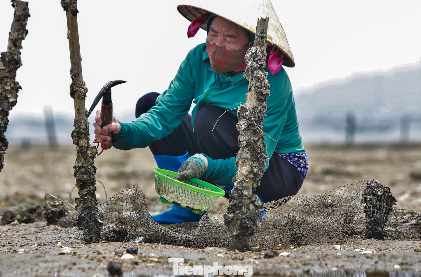 Ngoài việc bới cát tìm ngao, người dân vùng bãi ngang cho đục hàu và một số loại ốc, nghêu khác trên bãi bồi.