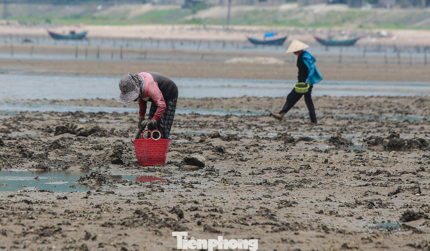“Tháng này nước rút từ trưa đến chiều nên lúc đi sẽ đỡ lạnh hơn nhưng ngồi ở bãi bồi chịu từng hồi gió rít cũng không dễ chịu chút nào”, ông Phạm Hân (72 tuổi, trú xã Cẩm Nhượng) cho hay. Gia đình ông Hân nuôi 2ha ngao song sản lượng không cao nên mỗi ngày khi triều rút, người đàn ông thường đưa máy cào hoặc cào thủ công bằng tay để tìm vớt số ngao còn sót.