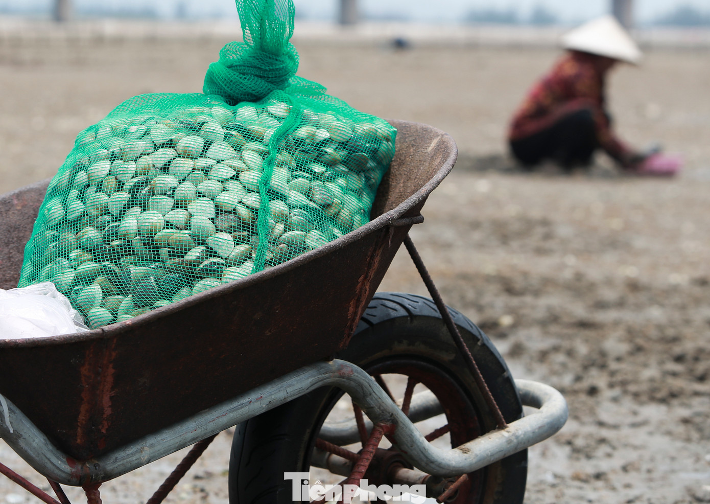 Lãnh đạo UBND xã Cẩm Lĩnh (huyện Cẩm Xuyên), cho biết diện tích nuôi ngao ở địa phương khoảng 10 ha. Mỗi năm, sản lượng ngao đạt hàng chục tấn, cung ứng cho thị trường trong và ngoài tỉnh.