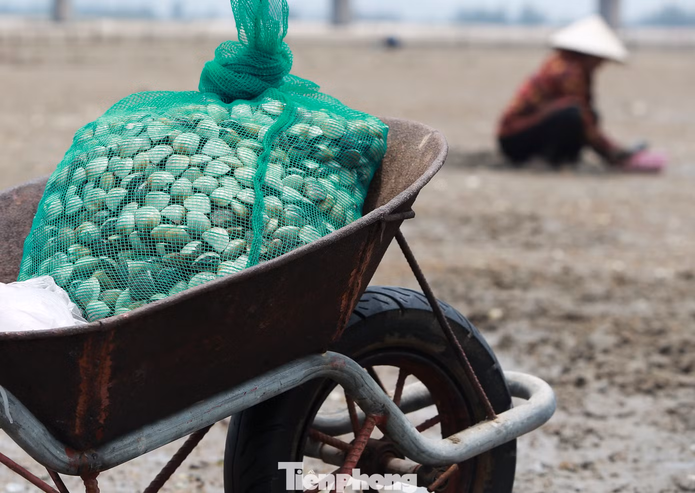 Lãnh đạo UBND xã Cẩm Lĩnh (huyện Cẩm Xuyên), cho biết diện tích nuôi ngao ở địa phương khoảng 10 ha. Mỗi năm, sản lượng ngao đạt hàng chục tấn, cung ứng cho thị trường trong và ngoài tỉnh.