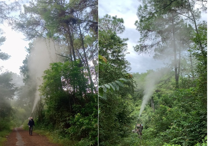 Ngành chức năng phun thuốc trừ sâu róm trên cây thông.