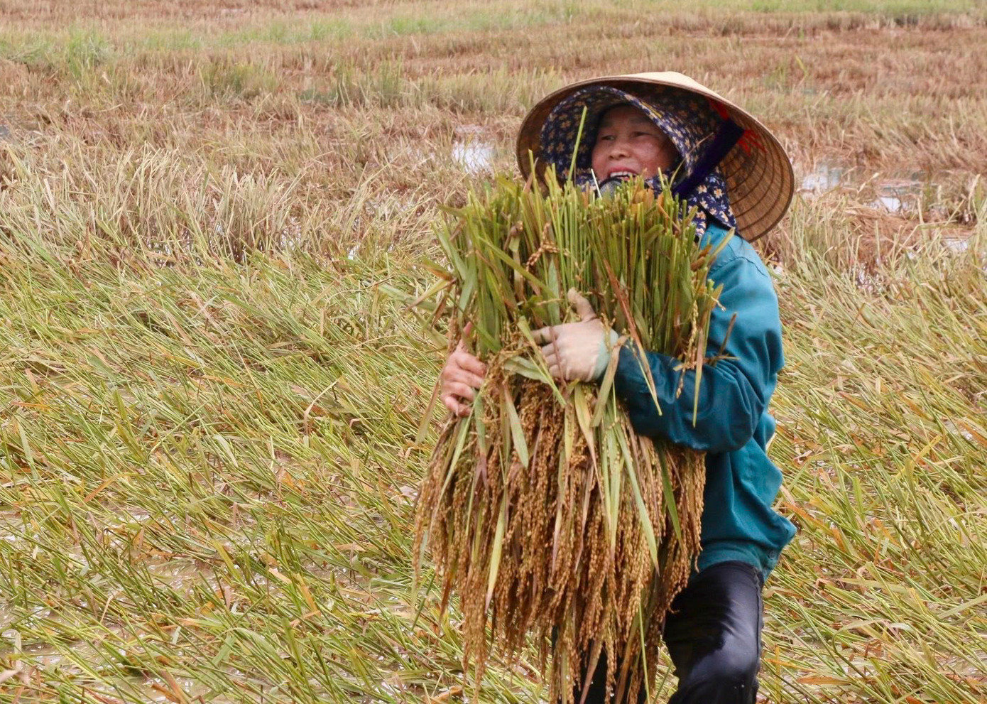 Nước lũ rút, người dân các địa phương ở Hà Tĩnh cố gắng thu hoạch các diện tích lúa bị ngập, nảy mầm để giảm thiệt hại.