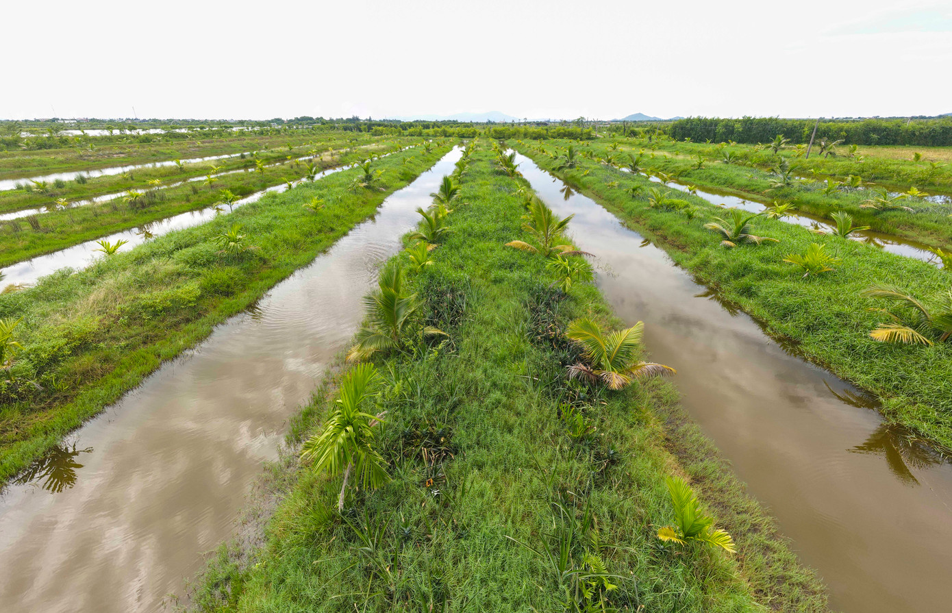 Ở những đầm trũng, ruộng lúa kém hiệu quả, địa phương cùng người dân đã chuyển đổi, biến nơi đây thành những rạng dừa, đầm sen rực rỡ.