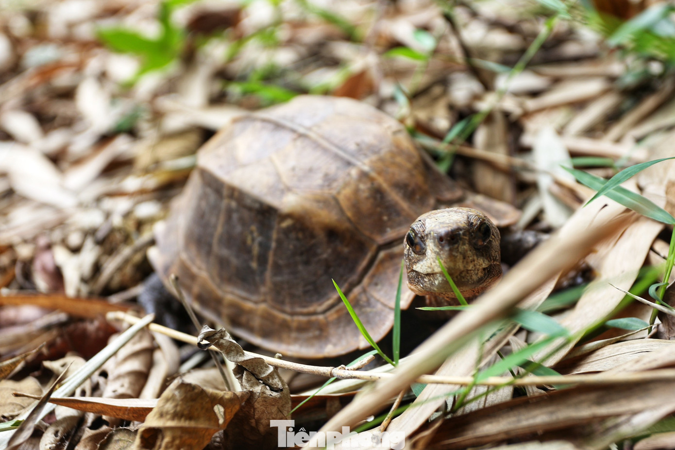 Rùa hộp trán vàng miền Trung (có tên khoa học Coura bourreti) là loài động vật hoang dã thuộc nhóm IB, đặc hữu, nguy cấp, quý, hiếm, được ưu tiên bảo vệ.