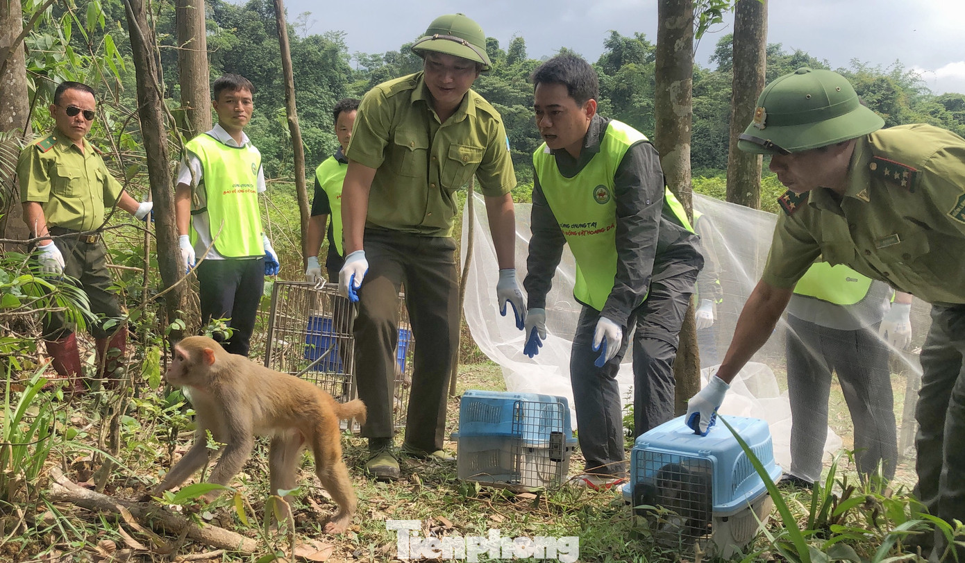 10 cá thể khỉ vàng, khỉ đuôi lợn được thả trong đợt này.