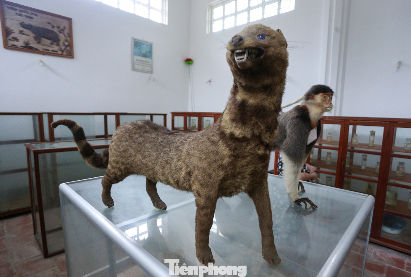 VQG Vũ Quang cũng đang lưu giữ nhiều mẫu vật về các loài động, thực vật thể hiện sự đa dạng sinh học.